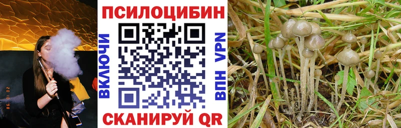 Купить где  Стародуб  Галлюциногенные грибы ЛСД 
